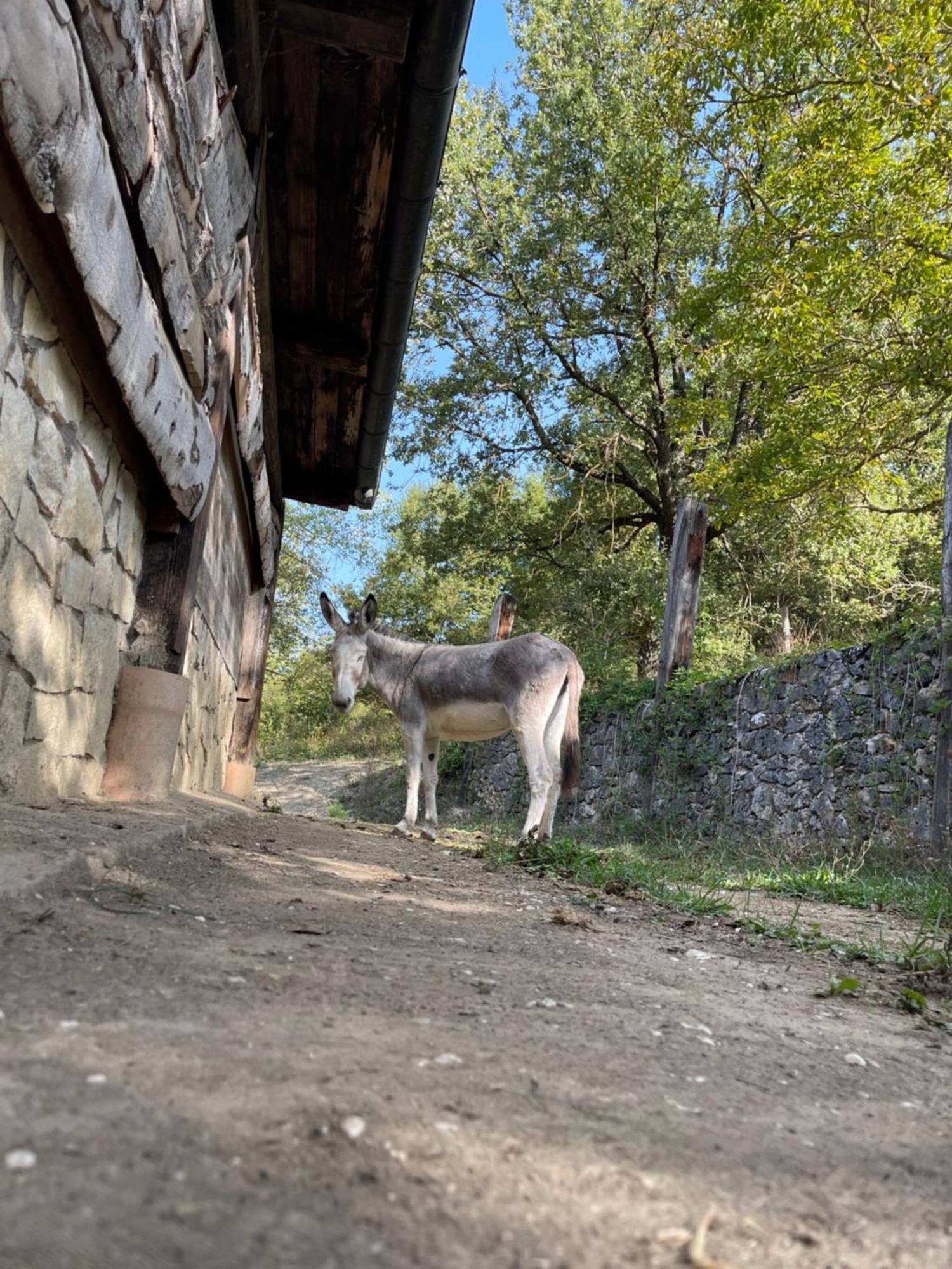 Villa "Il Casaletto" Agriturismo Moderno, Vista Panoramica E Cibo Spettacolare- Scurcola Marsicana Exterior foto